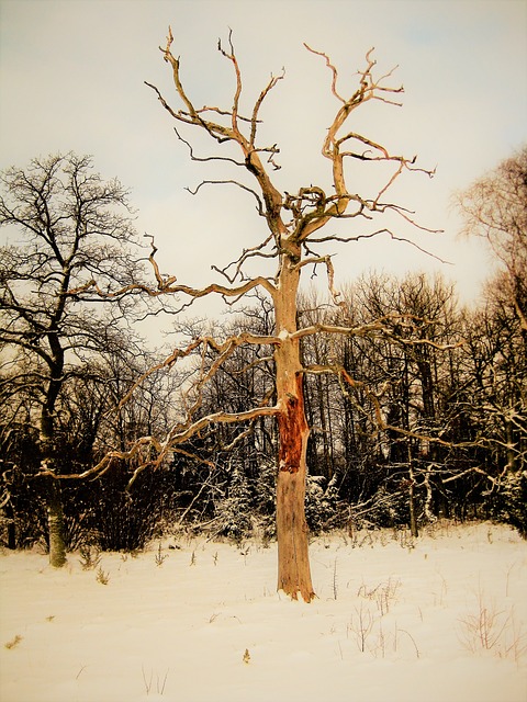 赤裸裸的树 自然风光 树 - 上的免费照片