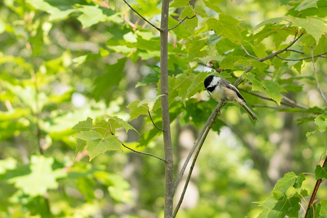 团结 项目 Nguvu - 上的免费照片
