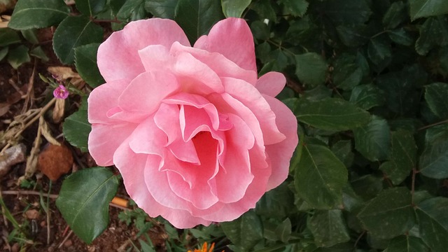 月季花 户外 - 上的免费照片