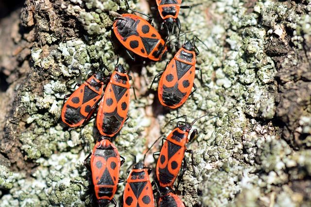 火虫 Pyrrhocoris Apterus 再生产 - 上的免费照片