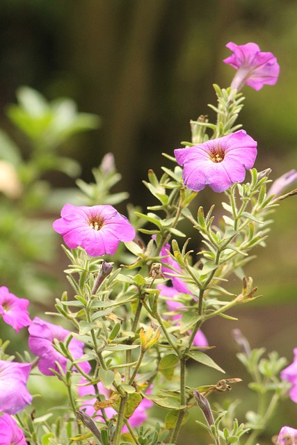 花 荒野 花朵 - 上的免费照片