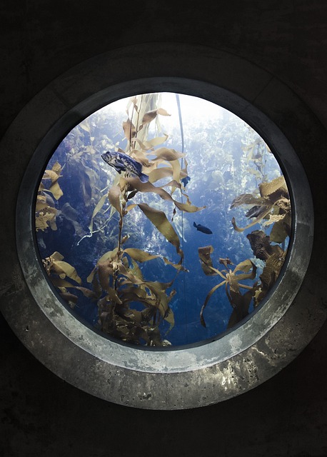 门户网站 鱼 水族馆 - 上的免费照片