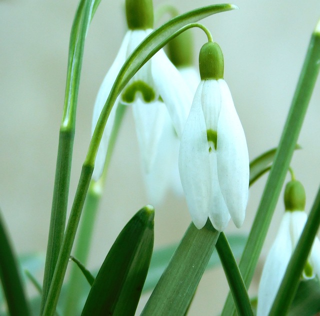雪花莲 春天的花朵 春天 - 上的免费照片