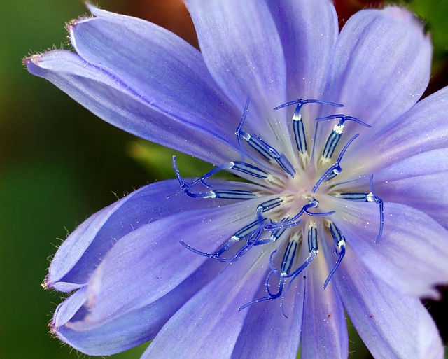 花 野花 蓝色的 - 上的免费照片