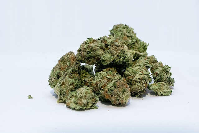 大麻 杂草 芽 - 上的免费照片