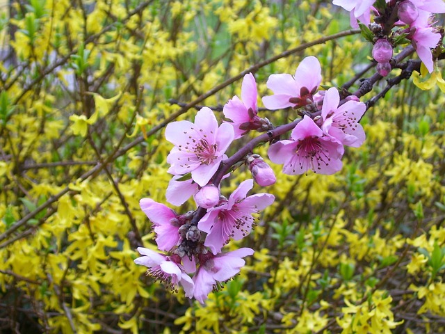 春天 Pesco 花 - 上的免费照片