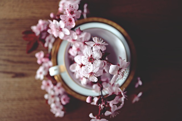 春天 樱桃 盛开 - 上的免费照片