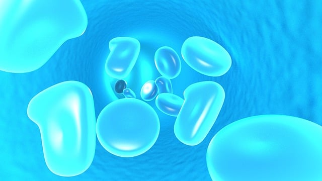 血细胞 细胞 生物学 - 上的免费图片