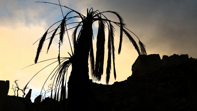 死树 拉瓦萨的日落 自然 - 上的免费照片