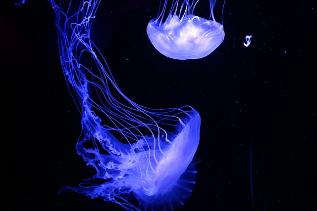 海蜇 动物 水族馆 - 上的免费照片