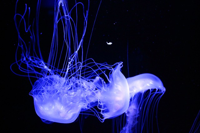 海蜇 水族馆 水 - 上的免费照片