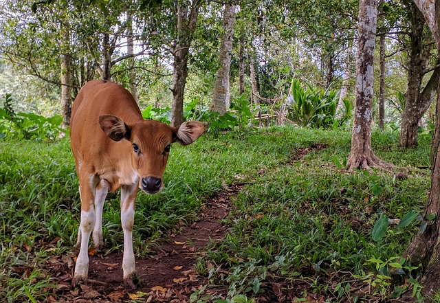 奶牛 动物 巴厘语 - 上的免费照片