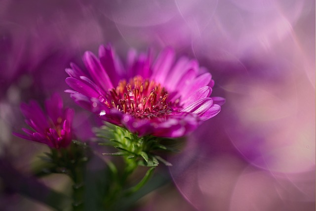 赫伯斯特 粉色的 Asters - 上的免费照片