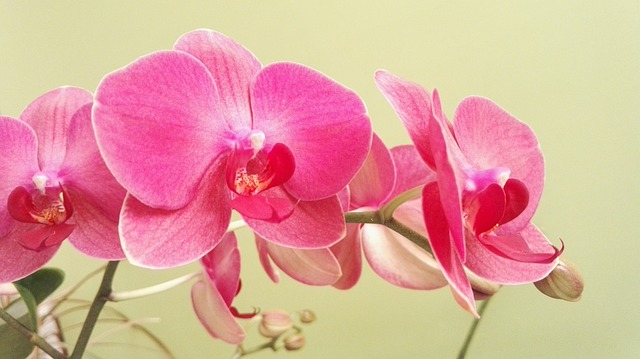 蝴蝶兰 兰花 花 - 上的免费照片