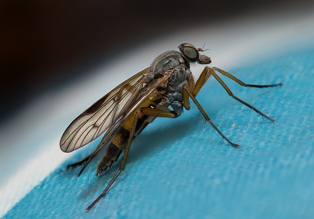 飞 鹬飞 翅膀 - 上的免费照片