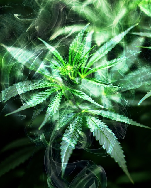 大麻 抽烟 杂草 - 上的免费照片