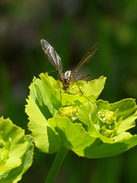 Nephrotoma Quadrifaria Tipúlido - 上的免费照片