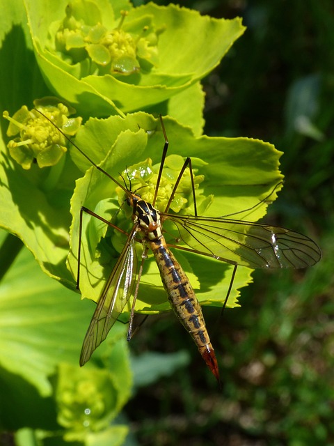 Nephrotoma Quadrifaria Tipúlido - 上的免费照片