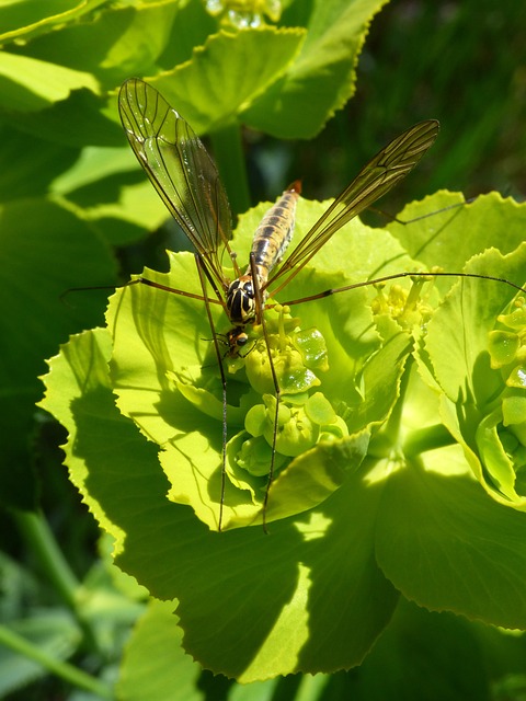 Nephrotoma Quadrifaria Tipúlido - 上的免费照片