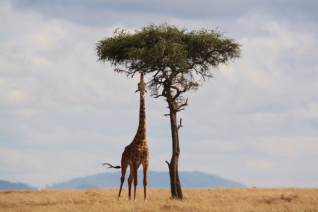 长颈鹿 动物 哺乳动物 - 上的免费照片