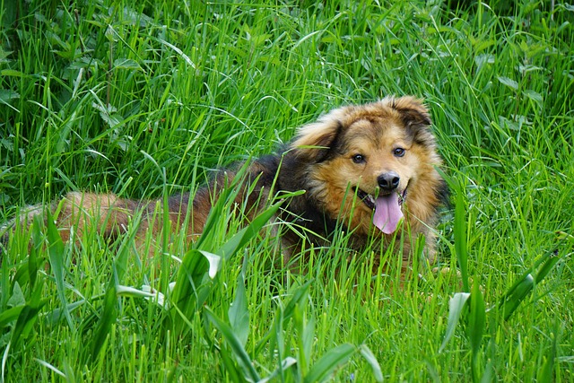 西林Kuhhund 狗 自然 - 上的免费照片