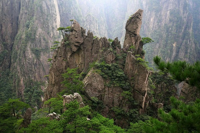 中國 黃山 松柏 - 上的免费照片