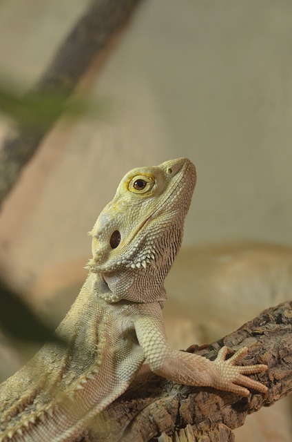 胡子的龙 爬虫 Pogona Vitticeps - 上的免费照片