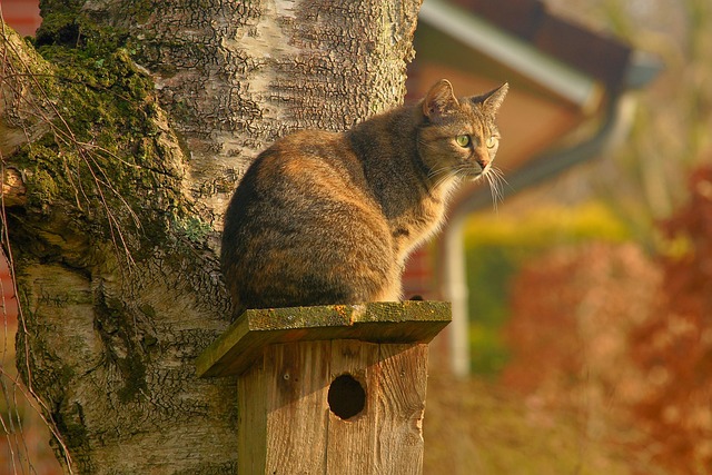 猫 鸟巢 国内的猫 - 上的免费照片