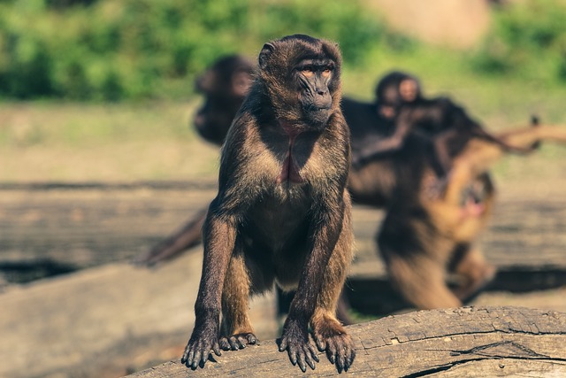 猴 灵长类动物 哺乳动物 - 上的免费照片