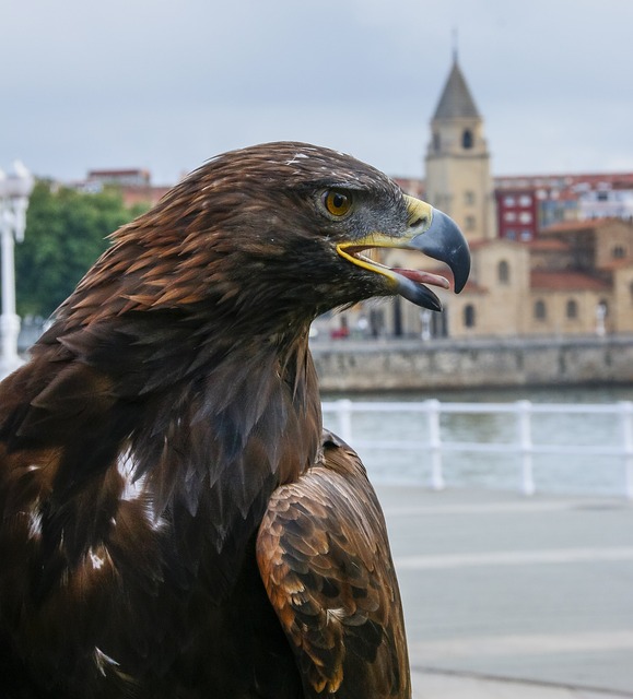 鹰 鸟 贪婪 - 上的免费照片