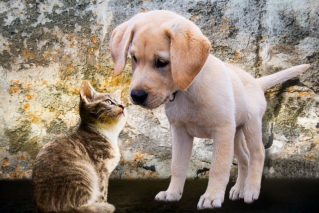 动物 狗 猫 - 上的免费照片
