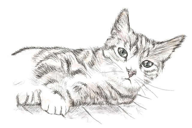 猫 Kitty猫 Perokresba - 上的免费照片