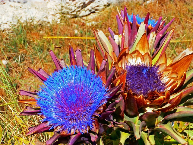 花 朝鲜蓟 美 - 上的免费照片