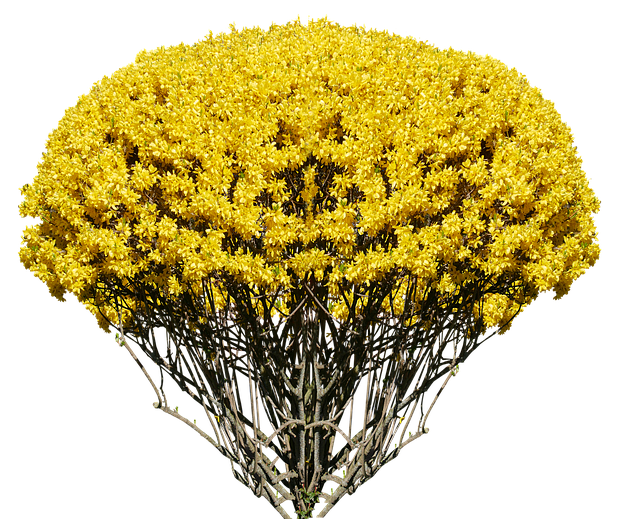 自然 衬套 灌木 - 上的免费图片