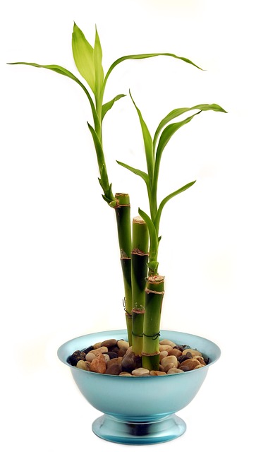 竹子 室内植物 - 上的免费照片