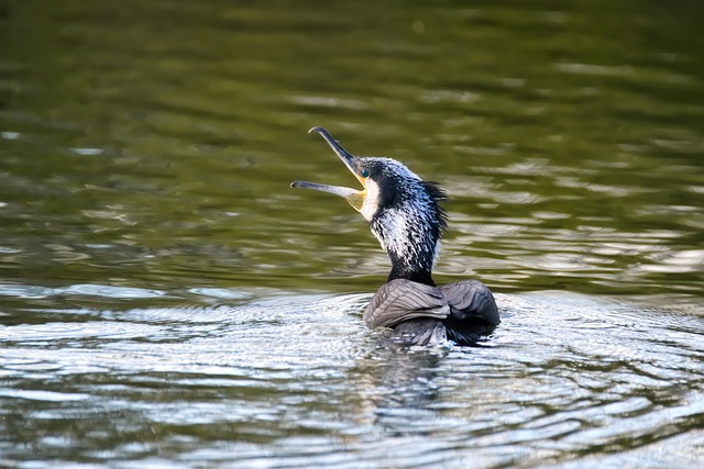 鸬鹚 鸟 湖 - 上的免费照片