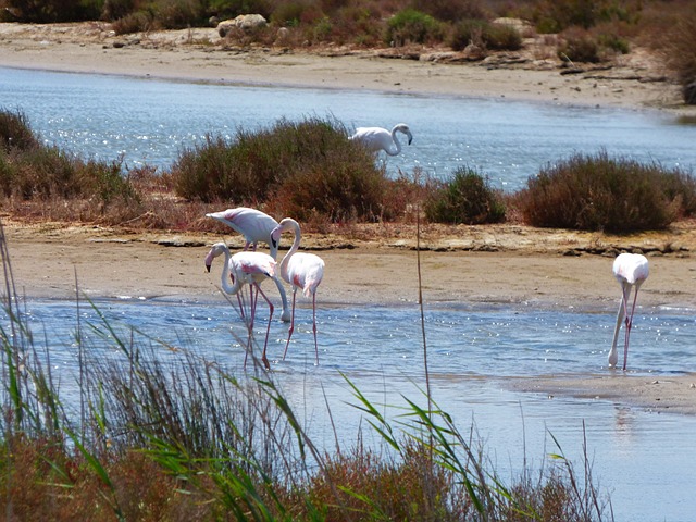 佛兰明高 火烈鸟 Delta Del Ebre - 上的免费照片