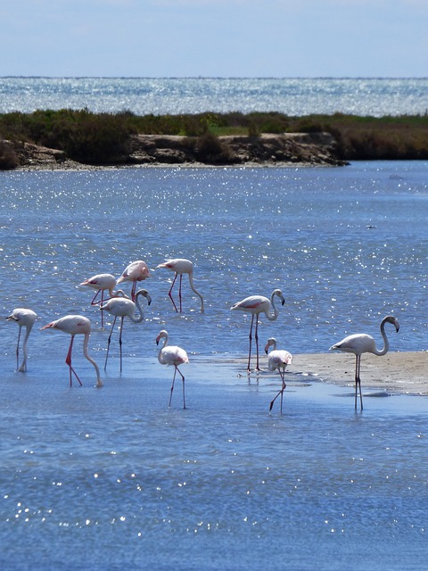 佛兰明高 火烈鸟 Delta Del Ebre - 上的免费照片