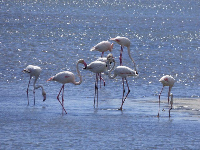 佛兰明高 火烈鸟 Delta Del Ebre - 上的免费照片