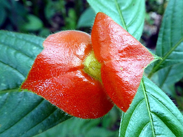 花 Psychotria 红色的嘴唇 - 上的免费照片