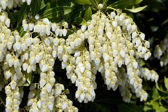 薰衣草的健康 Pieris 白色的 - 上的免费照片