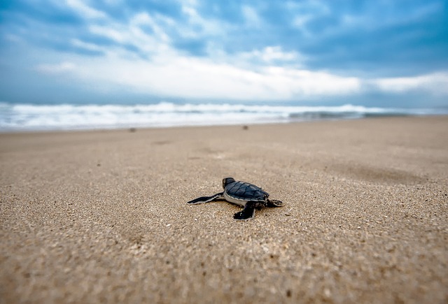 龟 小乌龟 海滩 - 上的免费照片