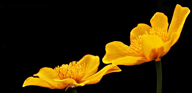 白屈菜 无花果 春天白屈菜 - 上的免费照片