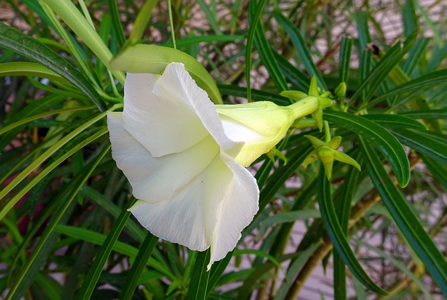 花 夹竹桃 白色的 - 上的免费照片