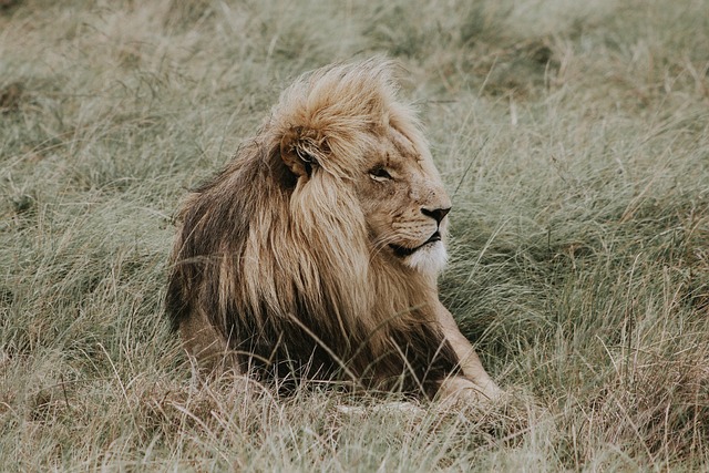 狮子 Nala 狮子王 - 上的免费照片