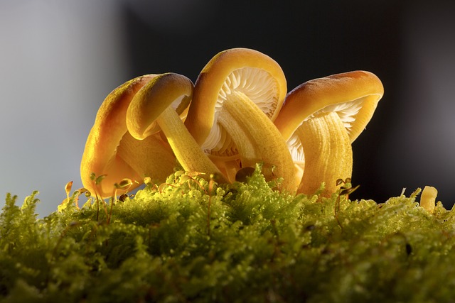 蘑菇 自然 森林 - 上的免费照片