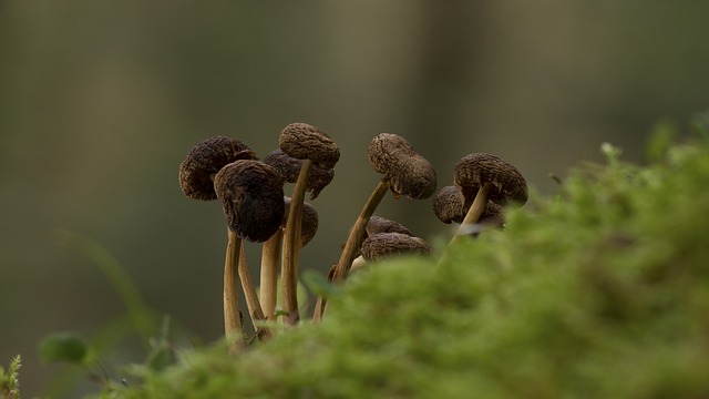 蘑菇 苔藓 落下 - 上的免费照片