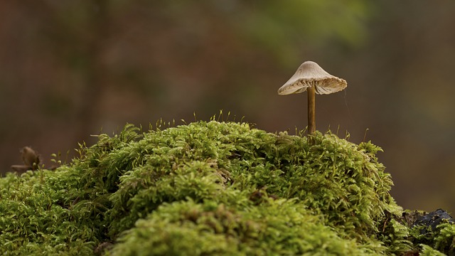 蘑菇 苔藓 自然 - 上的免费照片