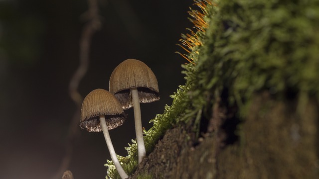 蘑菇 苔藓 海绵 - 上的免费照片
