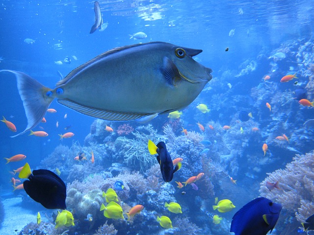 医生鱼的鼻子 鱼 水族馆 - 上的免费照片